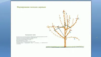 Время перемен: фотоэкскурсия по обрезке молодых деревьев