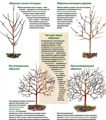 Процесс создания великолепия: фотообзор обрезки молодых деревьев