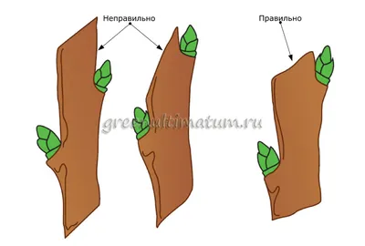 Провокационное искусство: фотографии обрезки молодых деревьев в деталях