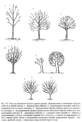 Фотка обрезки молодых деревьев в HD качестве на 2024 год