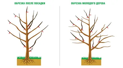 Фото обрезки молодых деревьев: качественные изображения для скачивания