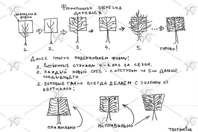 Фото обрезки молодых деревьев скачать бесплатно