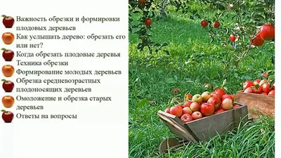 Обрезка молодых деревьев: создание искусства из природы