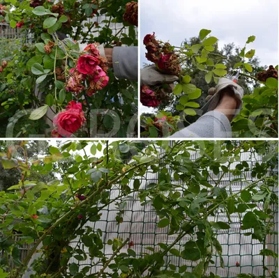 Фотка обрезки плетистых роз весной: выберите png для сохранения изображения