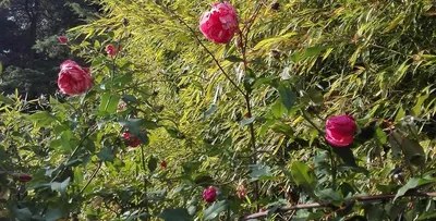 Обрезка плетистых роз весной: оптимальный размер фото в формате webp