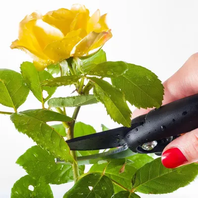 Фото обрезки плетистых роз весной: скачать картинку в формате jpg