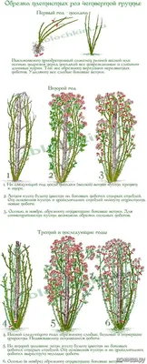 Изображение обрезки плетистых роз весной: оптимальный размер фотографии в формате webp