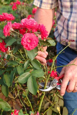 Обрезка плетистых роз весной: скачать картинку в формате jpg
