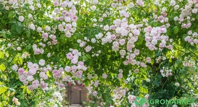 Обрезка плетистых роз весной: оптимальный размер фотографии в формате webp