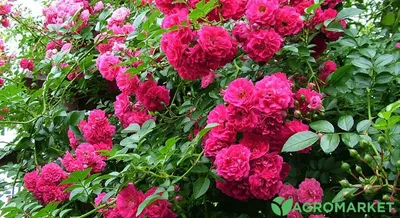 Фото обрезки плетистых роз весной: выберите png для сохранения изображения