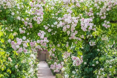 Изображение обрезки плетистых роз весной: выберите png для сохранения фото