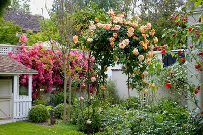 Фотография обрезки плетистых роз весной: оптимальный размер изображения в формате webp