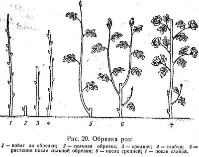 Обрезка плетистых роз весной: скачать картинку в формате jpg