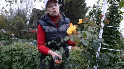 Фотка обрезки плетистых роз весной: выберите png для сохранения фотографии
