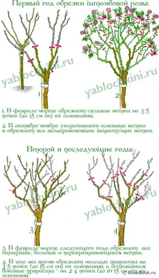 Изображение обрезки плетистых роз весной: оптимальный размер фото в формате webp