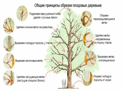 Обрезка плодовых деревьев осенью: фото и подробные описания