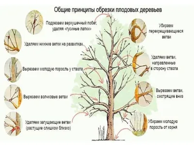 Плодовые деревья в осенней обрезке: красота и польза