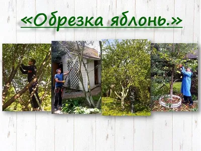 Фотографии осенней обрезки плодовых деревьев: искусство и польза