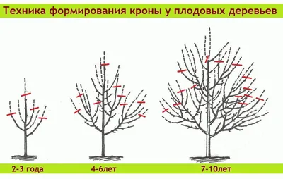 Очарование осенней обрезки плодовых деревьев: фотогалерея