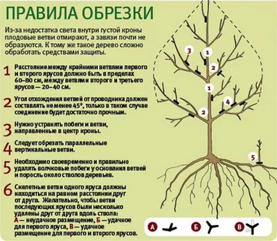 Фотографии осенних работ по обрезке плодовых деревьев