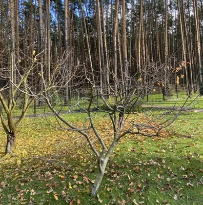 Обрезка плодовых деревьев: красивые фотографии и искусство