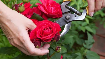 Фотографии обрезанных роз: идеи для дизайна сада