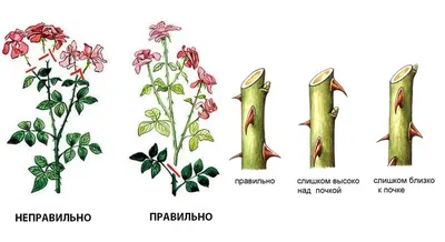Обрезка роз летом: как сохранить форму и цвет в сезоне