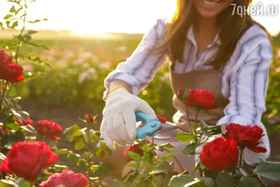 Фото обрезанных роз: вдохновение для создания уютного сада