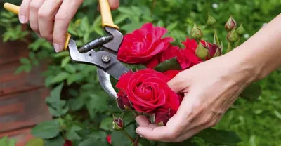 Фото обрезанных роз: восхитительные цветочные аранжировки