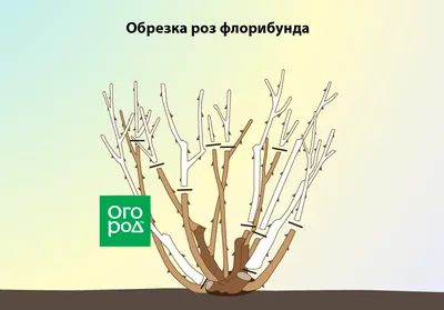 Обрезка роз на зиму: важные аспекты по уходу за растением