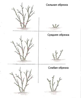 Обрезка роз на зиму: как сохранить форму куста на долгие годы