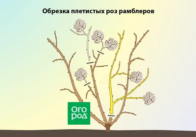 Обрезка роз на зиму: как сделать так, чтобы растение было здоровым и сильным