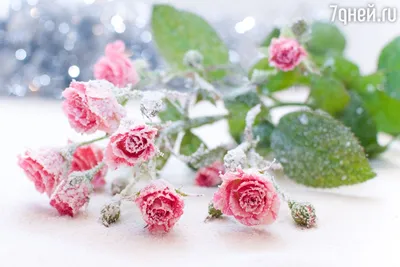 Обрезка роз на зиму: как продлить жизнь растения