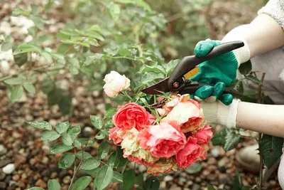 Фотообрезки роз на зиму: вдохновение для садовых участков