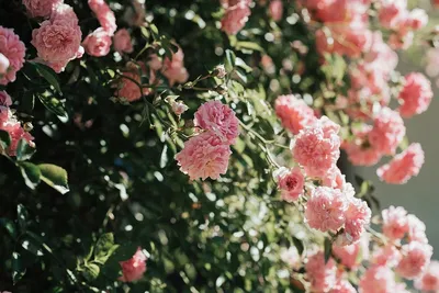 Уникальные фото роз в осенней атмосфере: выберите правильный формат