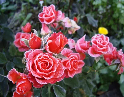 Необыкновенные фотографии роз осенью: форматы jpg, png, webp