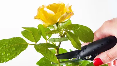 Как правильно обрезать розы после цветения?