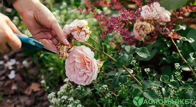 Обрезка роз после цветения: рекомендации для получения красивых фотографий