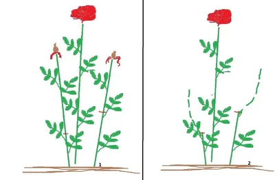 Фото роз после цветения: важность выбора правильного размера