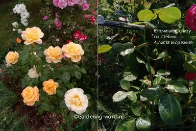 Обрезка роз после цветения: использование различных форматов изображений