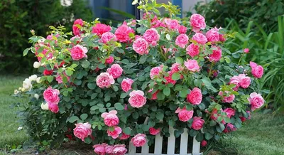 Обрезка роз после цветения: использование формата jpg для скачивания