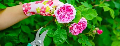 Фото роз после цветения: как правильно выбрать формат для скачивания?
