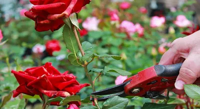 Обрезка роз после цветения: фото как профессиональный инструмент