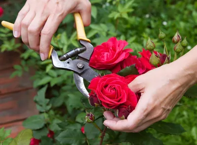 Фото роз после цветения: визуальный аспект обрезки