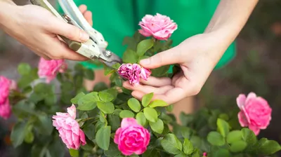 Как обрезать розы для продления их жизни?