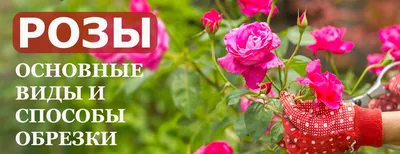 Обрезка роз после цветения: максимальное качество фотографий