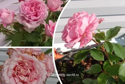 Обрезка роз после цветения: выбираем оптимальный размер изображения