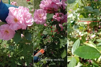 Обрезка роз после цветения фотографии