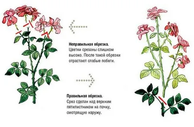 Обрезка роз после цветения: сохранение качества изображений