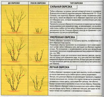 Картинки роз весной: скачать в 4K разрешении бесплатно